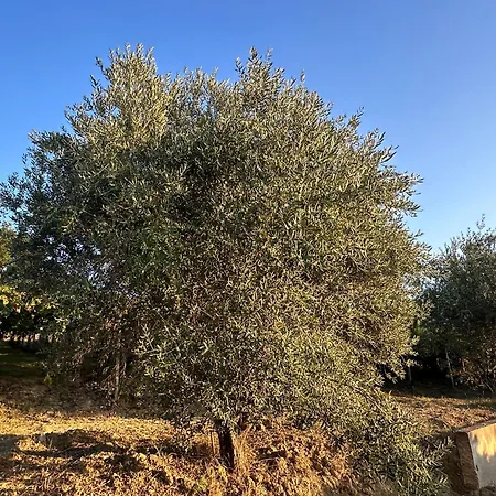 Vingardsferie I Abruzzo - Valle Del Sole Med Basseng Atri