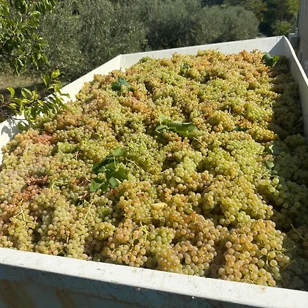 Vingardsferie I Abruzzo - Valle Del Sole Med Basseng *